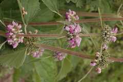 Phlomis spectabilis